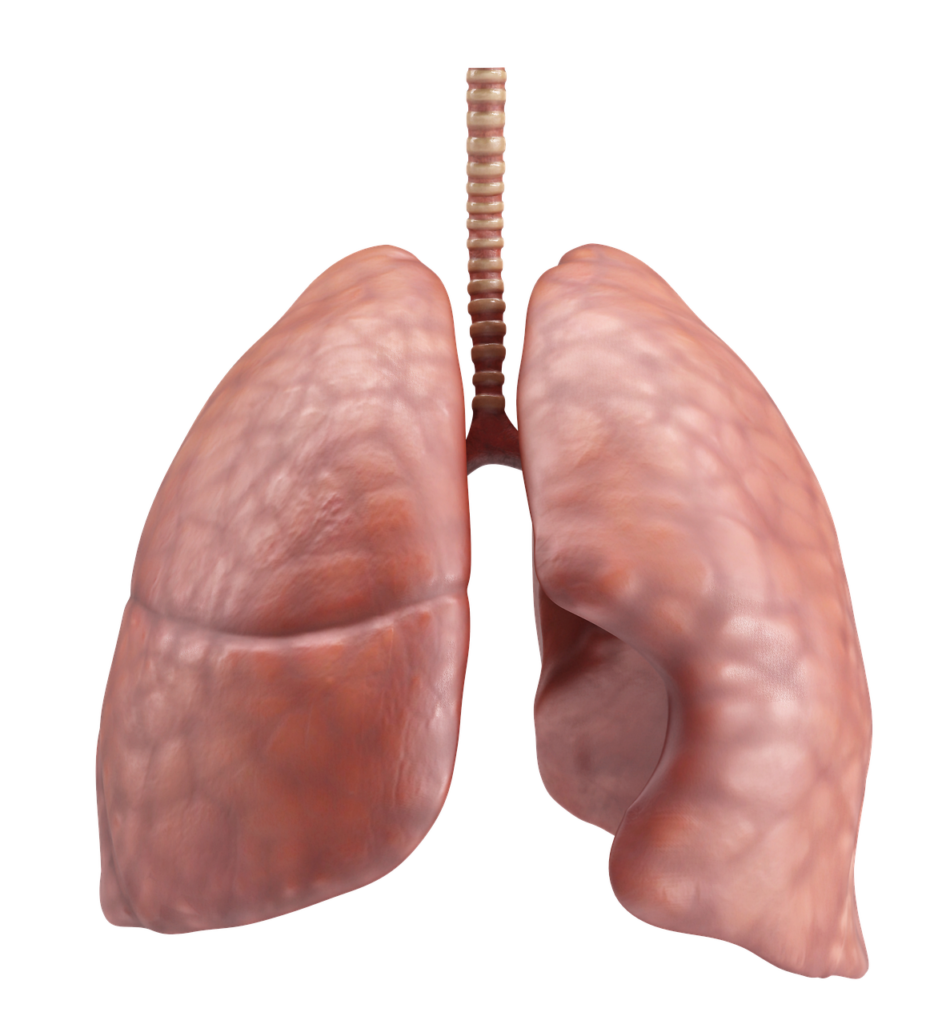 肺の症状の概要