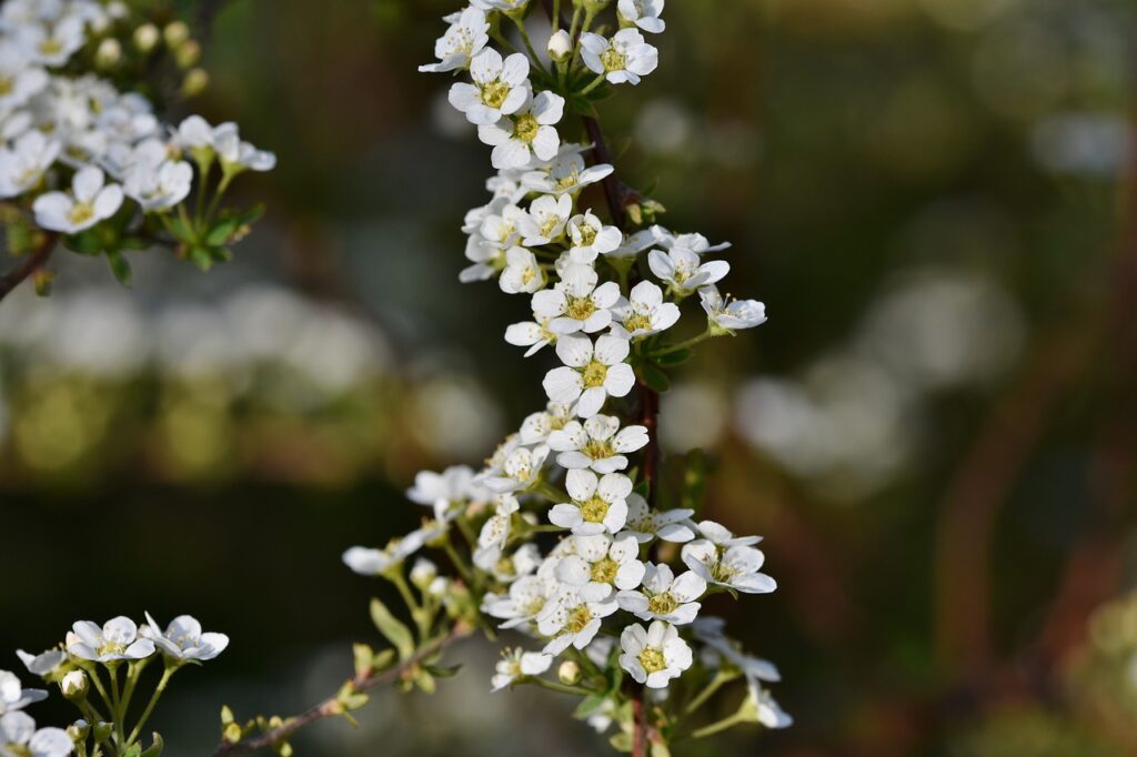 flowers, white flowers, bush-7417053.jpg