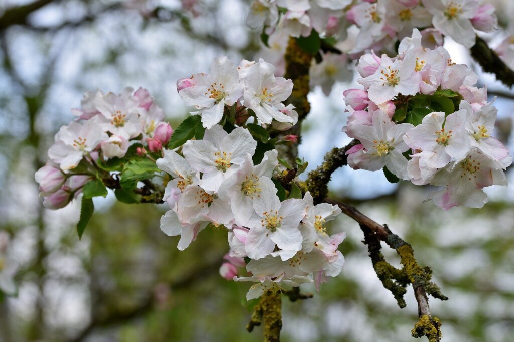 flower, apple blossoms, branch-7859865.jpg