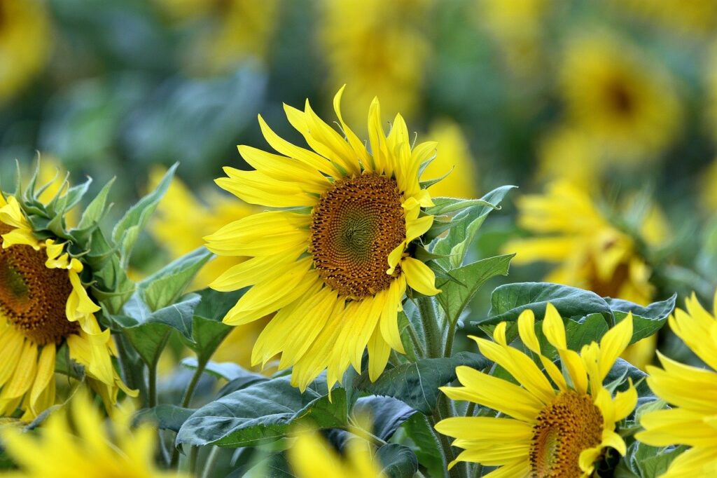 flowers, sunflowers, flower wallpaper-8164472.jpg