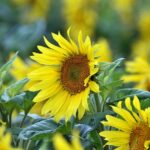 flowers, sunflowers, flower wallpaper-8164472.jpg