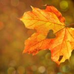 heart, leaf, autumn-1776746.jpg