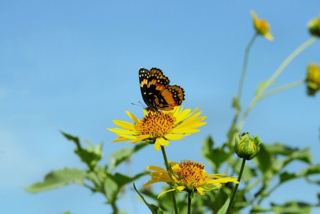 butterfly, insect, flower, wings, pollination, bloom, nature-9436594.jpg